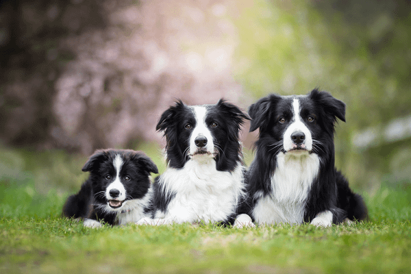 Border Collie là giống chó gì? Cần lưu ý gì khi nuôi chó Border Collie? (2020)