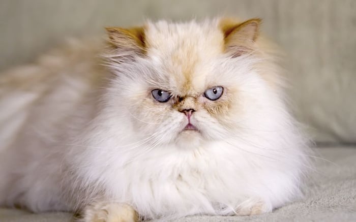 Mèo Himalaya: Nguyên Gốc, Đặc Điểm, Cách Chăm Sóc, Giá Bán