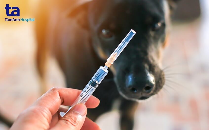 Bệnh dại: Triệu chứng, nguyên nhân, chẩn đoán và phòng ngừa