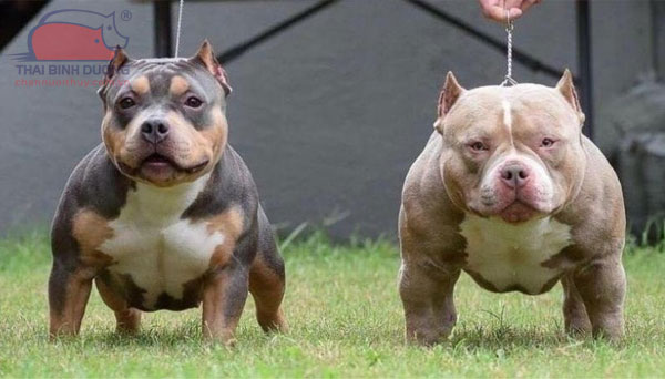 Chó Pitbull: nguồn gốc, phân loại, đặc điểm và cách nuôi