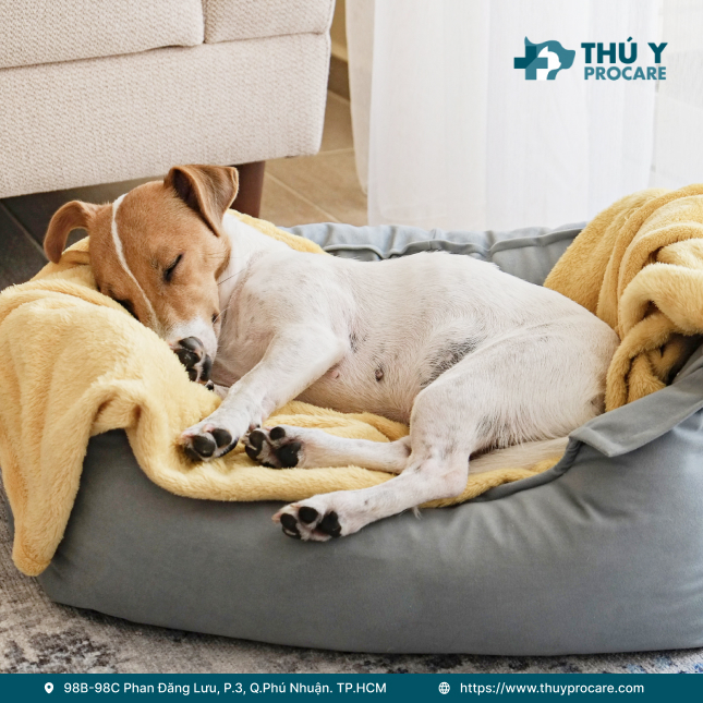 Chó thở gấp khi ngủ, mắt lờ đờ