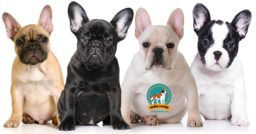 Chó Bull Pháp – Cách nhận biết Bulldog Pháp thuần chủng