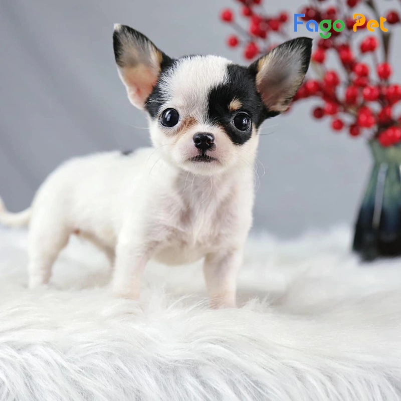 Bán chó Chihuahua mini