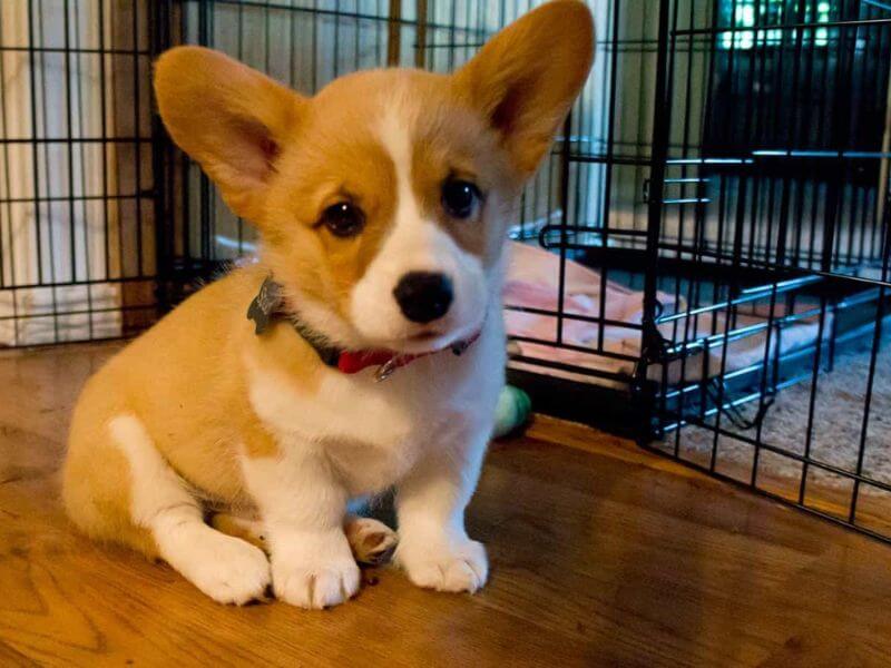 Chó Corgi giá rẻ dưới 1 triệu có thật không? Thông tin cần biết