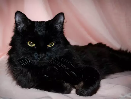 Phân Biệt Các Loại Mèo Anh Lông Ngắn Theo Màu Lông Cực Dễ