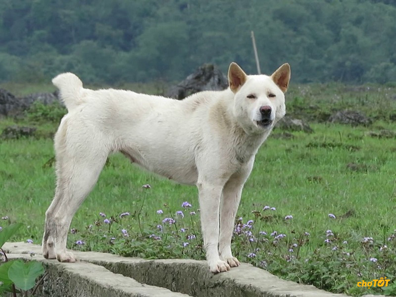 Mua Bán Chó Mông Cộc Thuần Chủng, Lai Đẹp Khỏe Mạnh Giá Rẻ