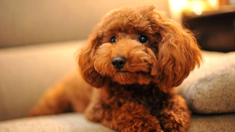 Gợi ý 10+ loại thức ăn dinh dưỡng cho chó Poodle lông đẹp, khỏe mạnh