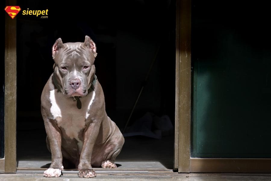 Chó Pitbull Cơ Bắp: Nguồn Gốc, Đặc Điểm, Cách Chăm Sóc Và Bảng Giá