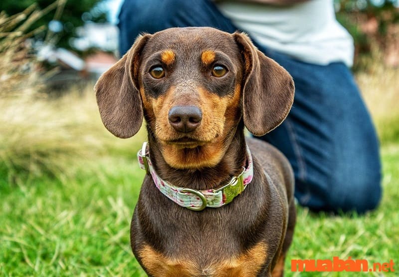 Chó lạp xưởng: Đặc điểm, giá bán và cách chăm sóc