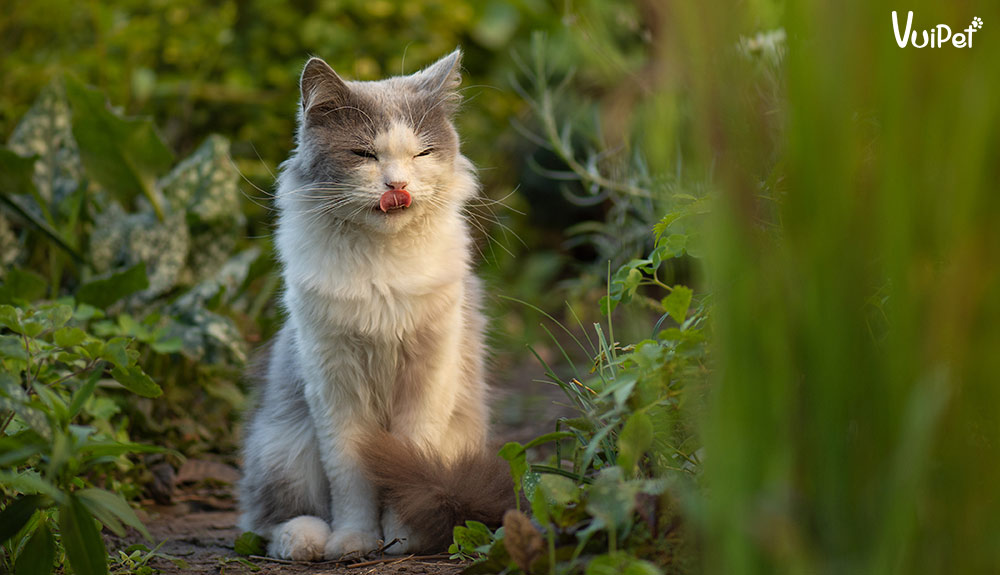 MÈO ALD | Tất tần tật đặc điểm và Giá Mèo Anh Lông Dài