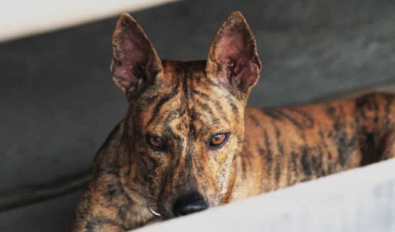 Chó cọp, chó hổ được “săn tìm” trên thị trường Hà Nội - Tạp chí Chăn nuôi Việt Nam