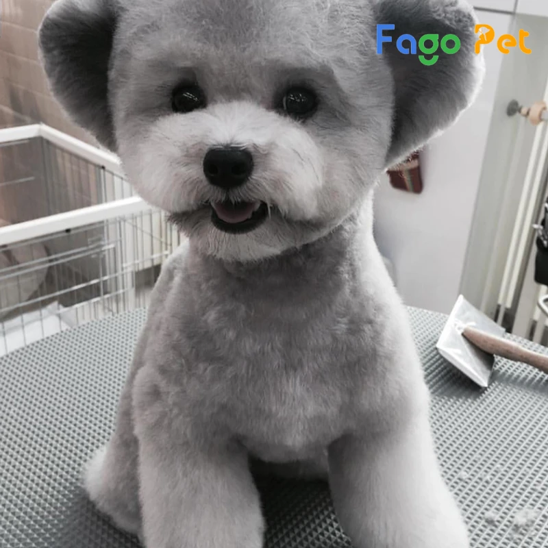 Chó Poodle Xám - Đặc Điểm , Cách Chăm Sóc, Giá Bán