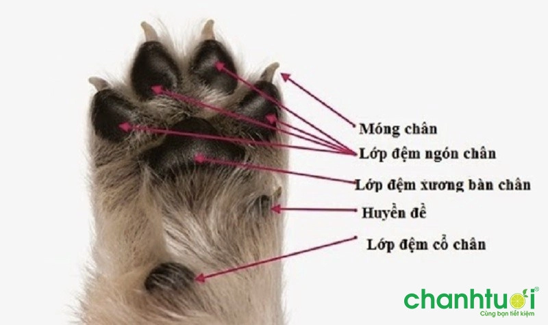 Huyền đề là gì? Tại sao nhiều người thích nuôi chó huyền đề