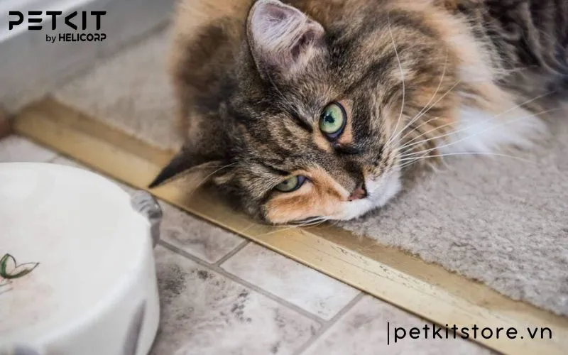 Nhận biết dấu hiệu bệnh FIP ở mèo để phòng, trị đúng cách