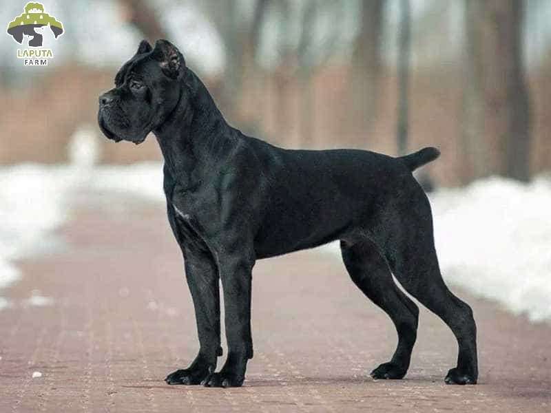 Chó Cane Corso: Nguồn gốc, đặc điểm và giá bán [Mới Nhất]