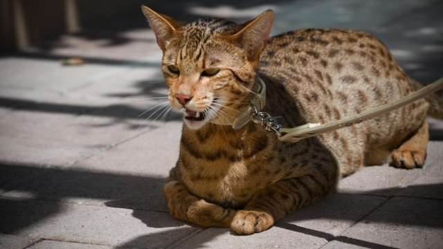 Top 5 dòng mèo đắt nhất hành tinh, có loại giá hơn 2 tỷ đồng