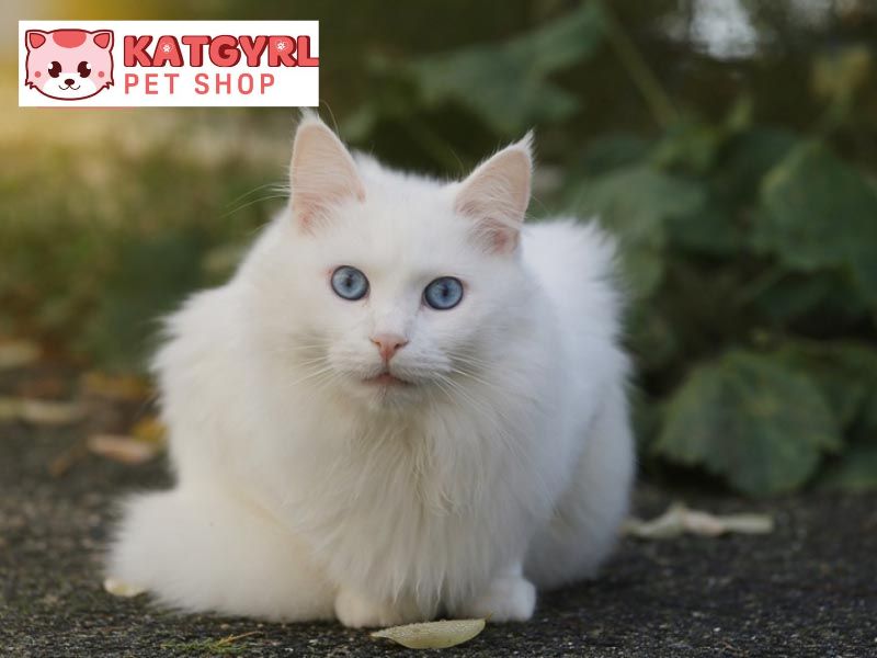 Top 5 giống mèo lông trắng mắt xanh đẹp – Đặc điểm chung và giá bán tham khảo