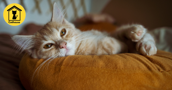 Những Điều Cần Biết Về Mèo Anh Chân ngắn - Mèo Munchkin