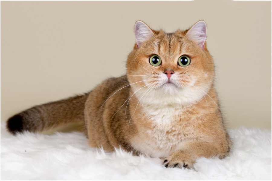 Mèo Golden: Nguồn Gốc, Giá Cả Và Cách Chăm Sóc