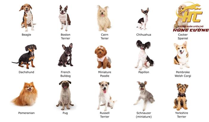 TOP 10 Giống Chó Nhỏ Nuôi Trong Nhà Đáng Yêu Nhất