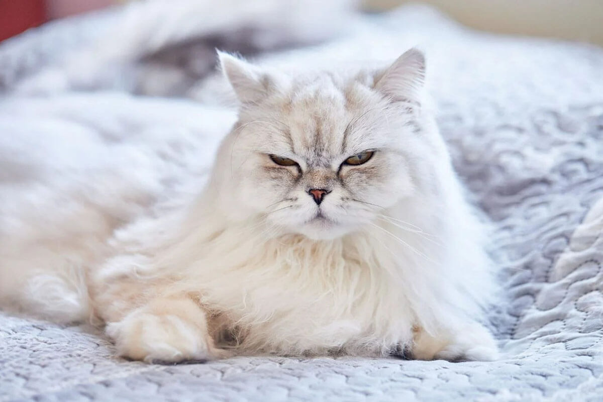 Mèo Anh Lông Dài | Nguồn Gốc, Đặc Điểm & Giá Mèo ALD