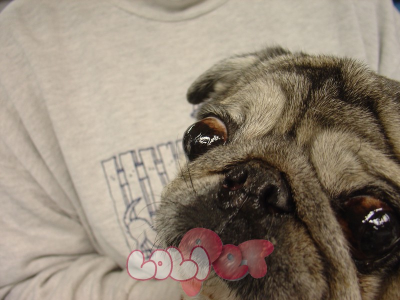 Bệnh mắt lồi ở Chó Cảnh – Hãy điều trị sớm nhất nếu bạn có thể