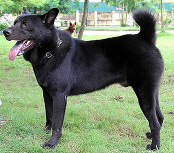 Tiêu chuẩn chọn giống chó H'mông cộc đuôi đẹp.