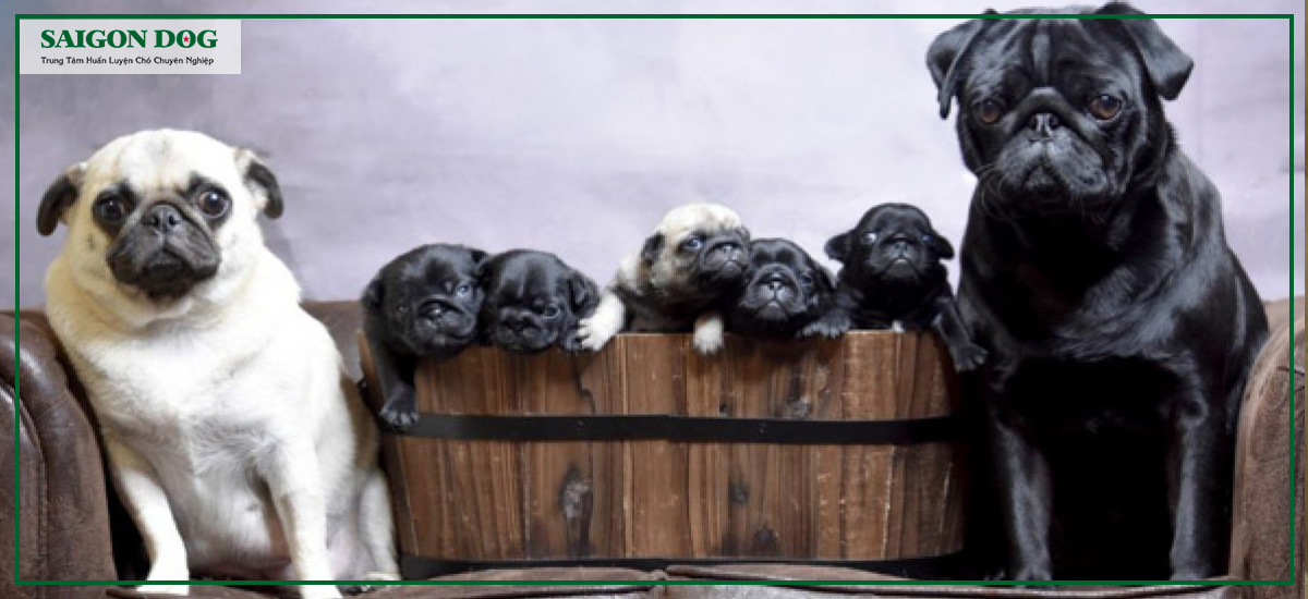 Những điều cần biết trước khi cho chó phối giống