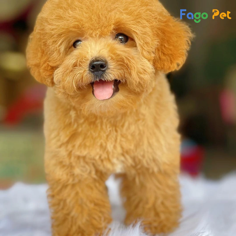 Các Loại Chó Poodle Được Nuôi Phổ Biến Hiện Nay
