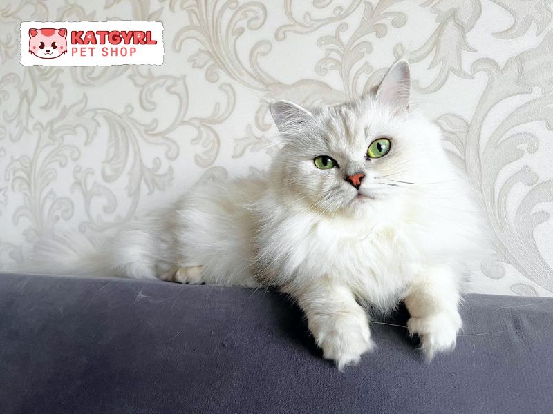 Mèo ALD trắng đẹp, dễ thương – Đặc điểm nổi bật và giá bán 2023