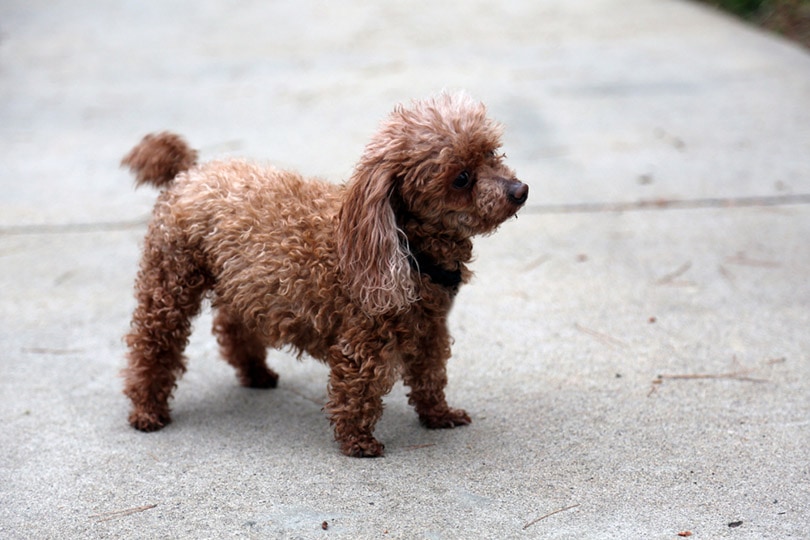 Teacup Poodle Dog Breed: Info, Pictures, Care & More – Dogster