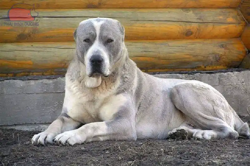 Chó Alabai: Nguồn gốc, đặc điểm và giá bán
