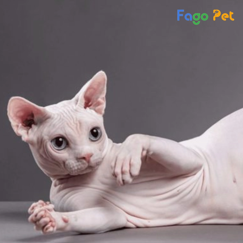 Bán Mèo Ai Cập Sphynx