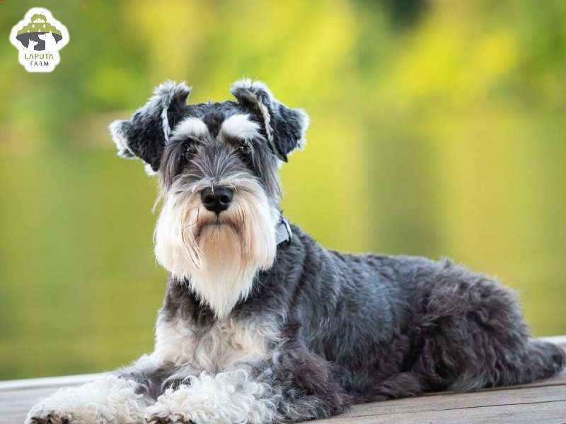 Chó Schnauzer: Nguồn gốc, đặc điểm, chăm sóc, giá bán