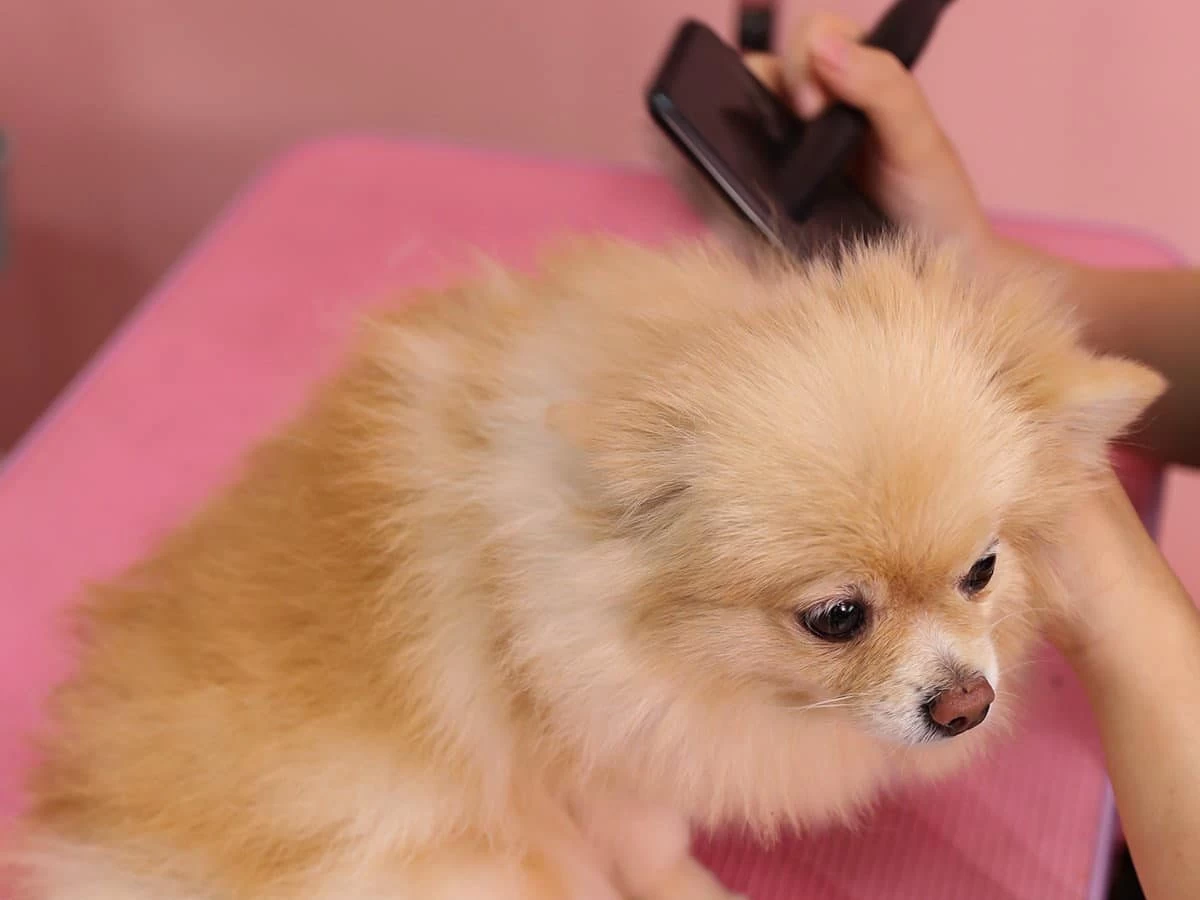 Tìm hiểu những yếu tố ảnh hưởng đến da và lông chó