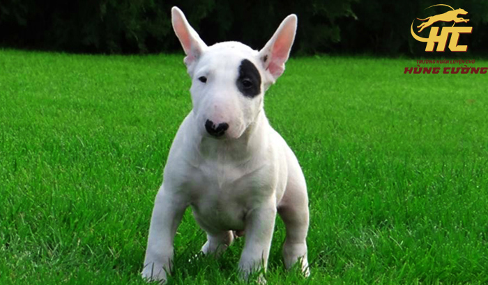 Bull Terrier (Chó Sục Bò): Đặc điểm, cách nuôi, giá bán