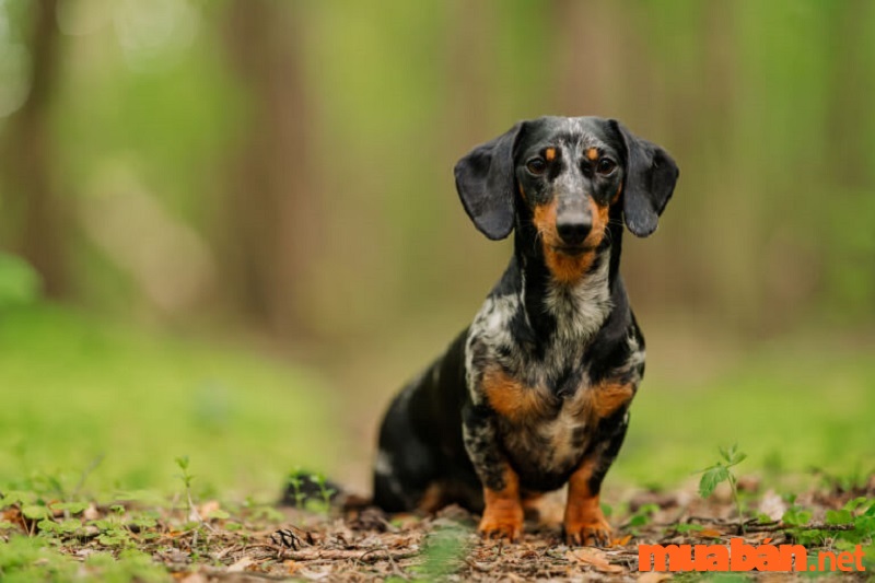 Chó lạp xưởng: Đặc điểm, giá bán và cách chăm sóc