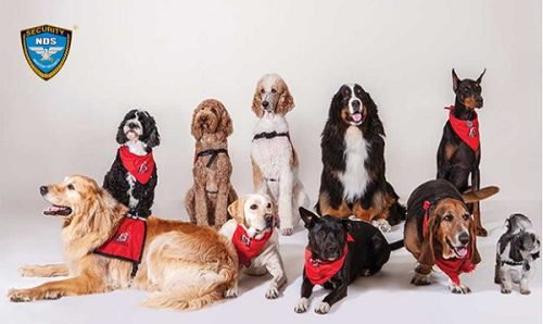 Chó cảnh sát, Chó đặc vụ, Chó nghiệp vụ là giống chó gì?