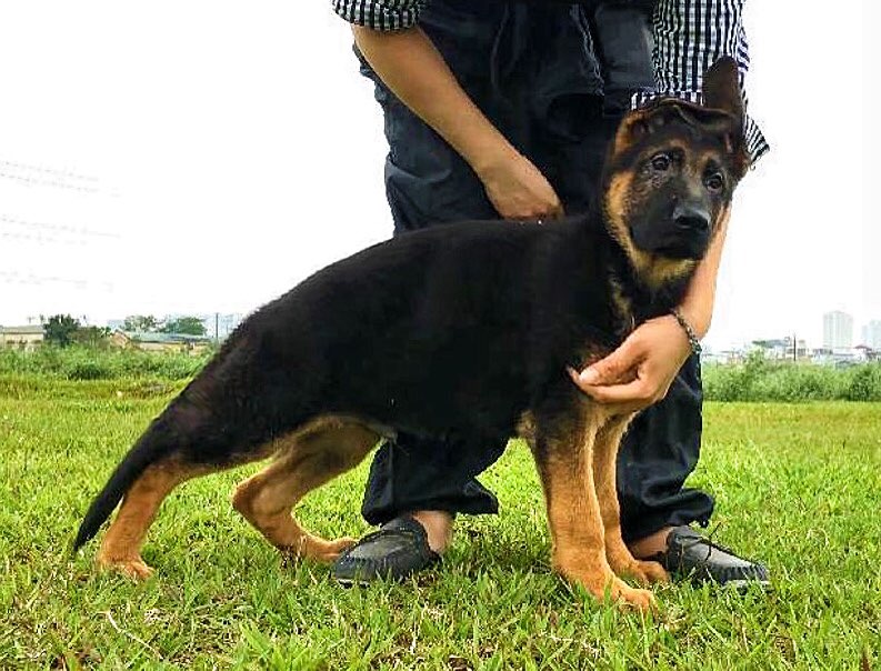 Mua chó becgie con ở đâu? Trại chó bán Chó becgie Đức thuần chủng - uy tín - Trách nhiệm