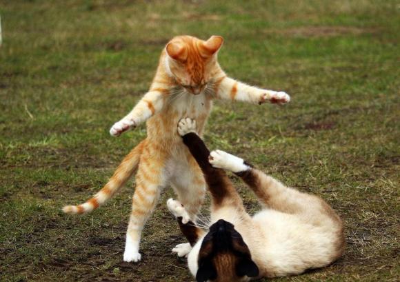 Sau khi hai con mèo giao phối, tại sao mèo cái lăn lộn trên mặt đất, cuối cùng quay đầu tấn công mèo đực?