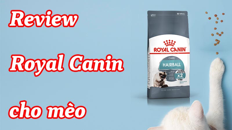 [Đánh giá/Review] Hạt Royal Canin cho mèo có tốt không ?