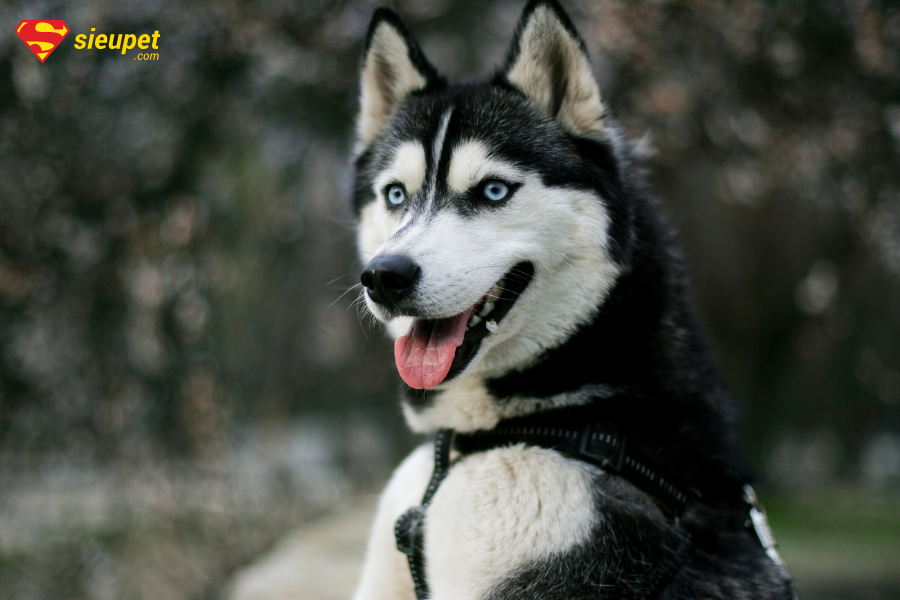 Chó ngáo Husky giá bao nhiêu? Tìm hiểu a-z giống chó mặt ngáo Cute