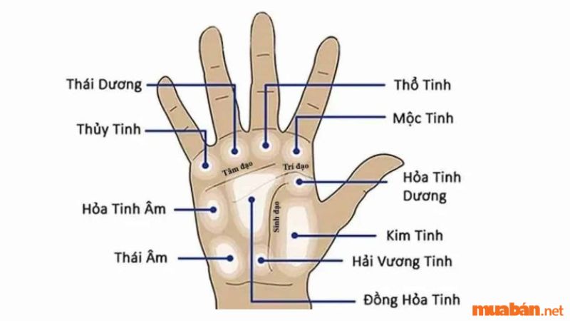 Luận giải nốt ruồi trong lòng bàn tay nam và nữ tốt hay xấu?