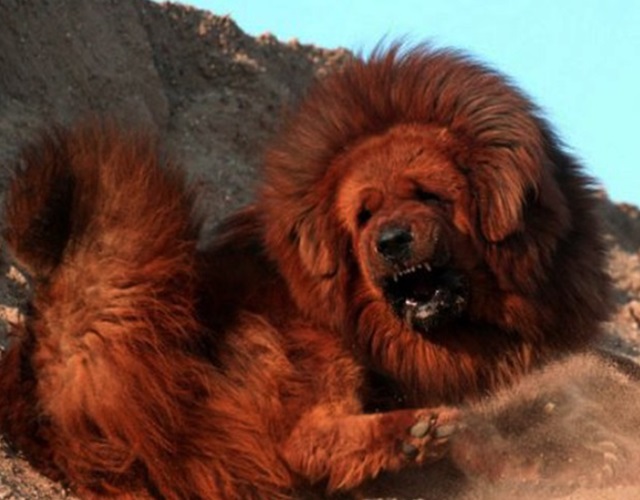 Chó ngao Tây Tạng - Đặc điểm, nguồn gốc, cách nuôi và huấn luyện