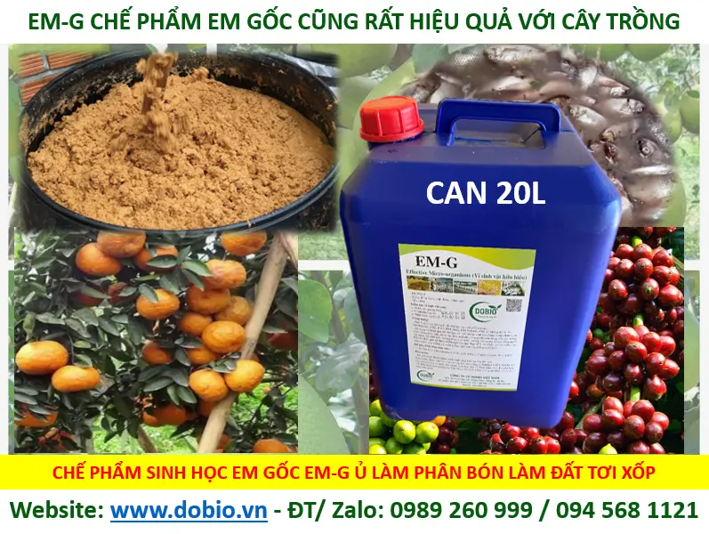 CHẾ PHẨM MEN VI SINH EM GỐC TỐT HIỆU QUẢ NHẤT CHO NUÔI THỦY SẢN CÁ TÔM