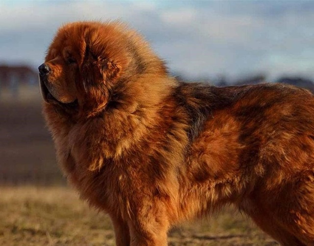 Chó ngao Tây Tạng - Đặc điểm, nguồn gốc, cách nuôi và huấn luyện