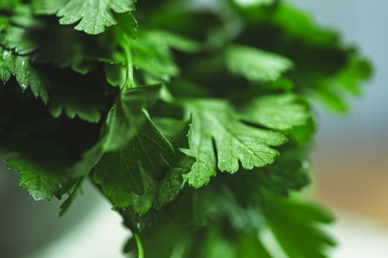 Rau mùi tây Parsley là gì? Có tác dụng gì? Phân biệt mùi tây, cần tây, mùi