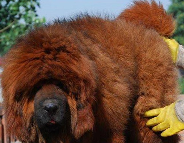 Chó ngao Tây Tạng - Đặc điểm, nguồn gốc, cách nuôi và huấn luyện