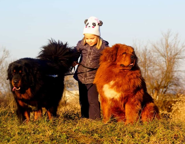 Chó ngao Tây Tạng - Đặc điểm, nguồn gốc, cách nuôi và huấn luyện