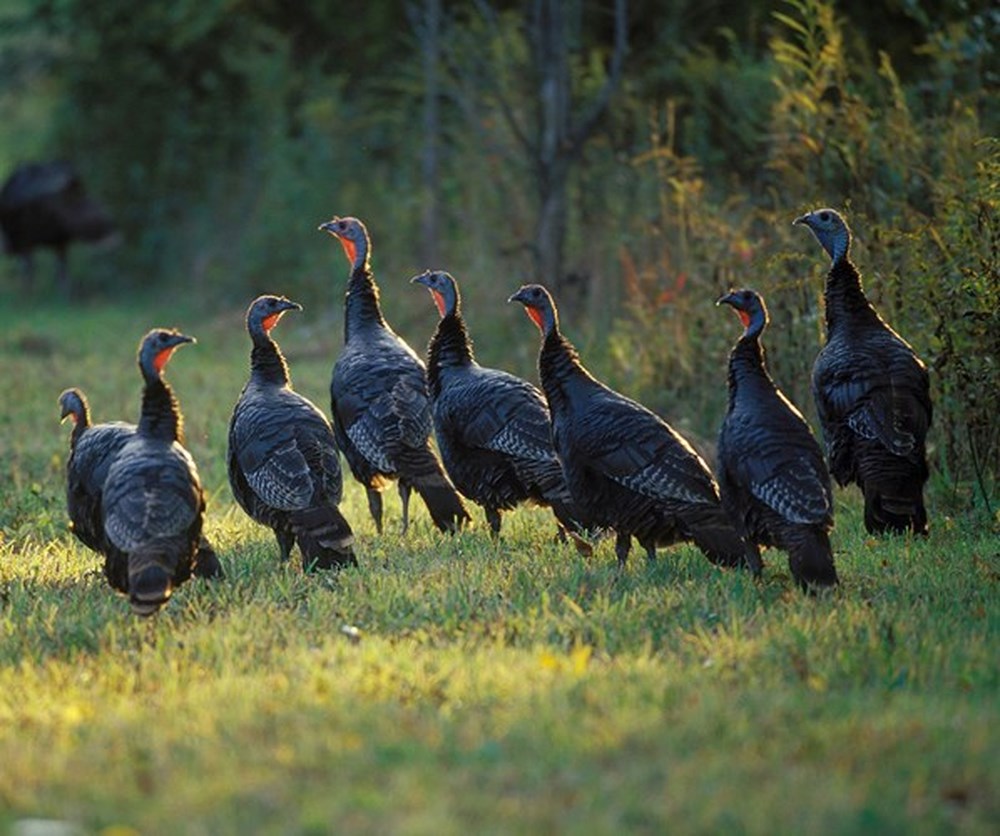 Hướng dẫn chăn nuôi gà tây cho người mới bắt đầu